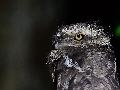Sunda Frogmouth